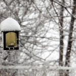 Hoarding helps explain empty feeders in spring bird feeder with snow