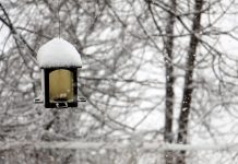 USDA finds more bird avian influenza cases bird feeder with snow