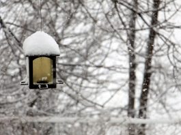 Winter bird care: Helping Ohio wildlife survive the season bird feeder with snow