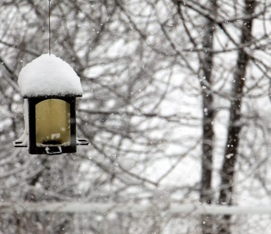 Winter bird care: Helping Ohio wildlife survive the season bird feeder with snow