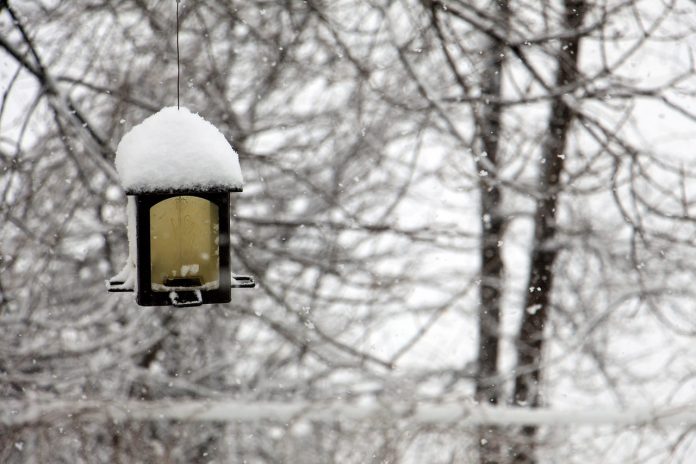 bird feeder with snow bird feeder with snow