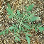 Scout like Joe for spotted knapweed Spotted Knapweed