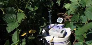 Manuren vs fertilizer