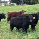 A mineral program is key to grazing Cattle on pasture.