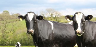 Why milk is being dumped right now dairy cattle