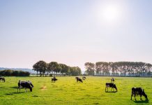 Plan a winter grazing and supplementation program cattle in pasture
