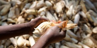Debunking GMO myths could improve food security in Africa GMOs in Africa