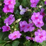 How to get the most out of annuals impatiens