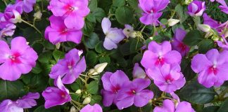 How to get the most out of annuals impatiens
