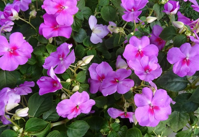impatiens impatiens