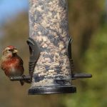 bird feeder