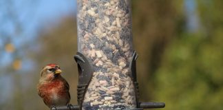 As weather cools, care for winged friends bird feeder