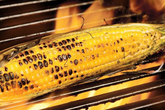 Maple Grilled Corn Maple Grilled Corn in the grill.