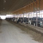 USDA reauthorizes dairy forward pricing Freestall dairy barn