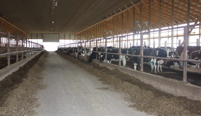 Freestall dairy barn Freestall dairy barn