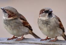 Listening to the birds and remembering a friend sparrows