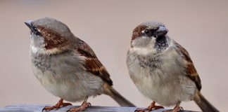Listening to the birds and remembering a friend sparrows