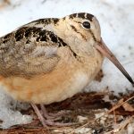 The woodcock’s sky dance American Woodcock