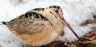 The woodcock’s sky dance American Woodcock