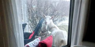 Porch goats and ladies who love them buttercup, the porch goat