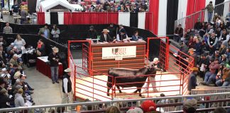 Bull sells for $10,000