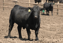 Bush Livestock steer sweeps field at 57th Ohio Feeder Calf Roundup angus calf/steer