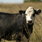The skinny on beef cow weight maintenance and forage intake Black Baldy cow