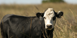The skinny on beef cow weight maintenance and forage intake Black Baldy cow