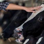 Tell, and retell, the dairy story cow