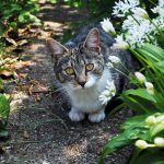Petscaping: Using pet-friendly gardening techniques cat in a garden
