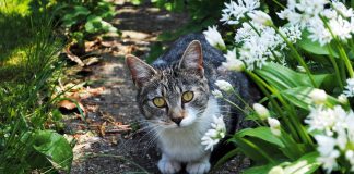 Petscaping: Using pet-friendly gardening techniques cat in a garden