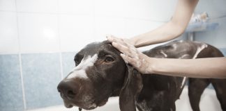 dog getting a bath