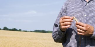 farmer and wheat ag economy mental health