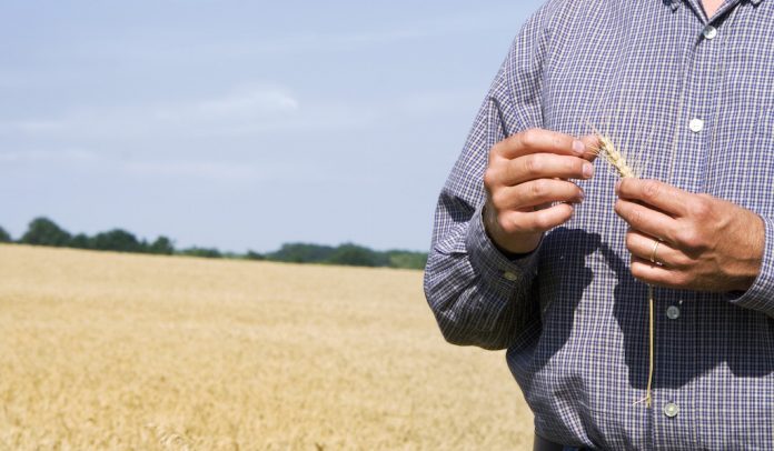 farmer and wheat ag economy mental health