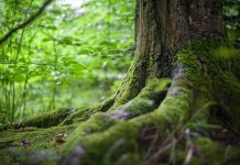Applications being taken for conservation education grants tree, moss