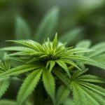Medical marijuana laws in Ohio marijuana