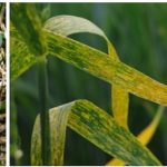 Plant diseases, pests ruining crops pests and crops