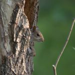 Biological spring is just around the corner squirrel