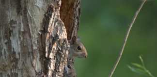 Biological spring is just around the corner squirrel