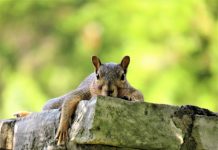 Ohio’s fall hunting seasons begin in September squirrel