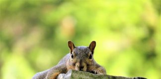 How to prevent squirrel damage around your house squirrel