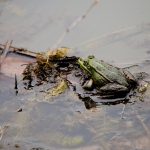 Vernal pools are essential to amphibians vernal pool