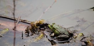 Vernal pools are essential to amphibians vernal pool