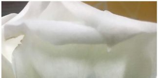 Blue roses could be coming to a garden near you Blue Rose