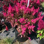 Top performers at the 2018 Penn State Flower Trials Celosia Kelos Atomic Neon Pink