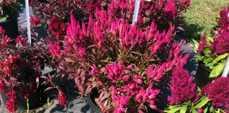 Top performers at the 2018 Penn State Flower Trials Celosia Kelos Atomic Neon Pink