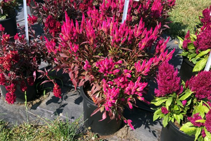 Celosia Kelos Atomic Neon Pink Celosia Kelos Atomic Neon Pink