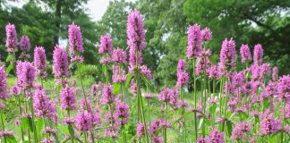 Stachys named perennial plant of the year stachys