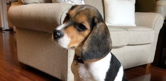 Beagle puppy taking over the house Gypsy