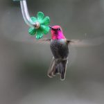 Anna's hummingbird